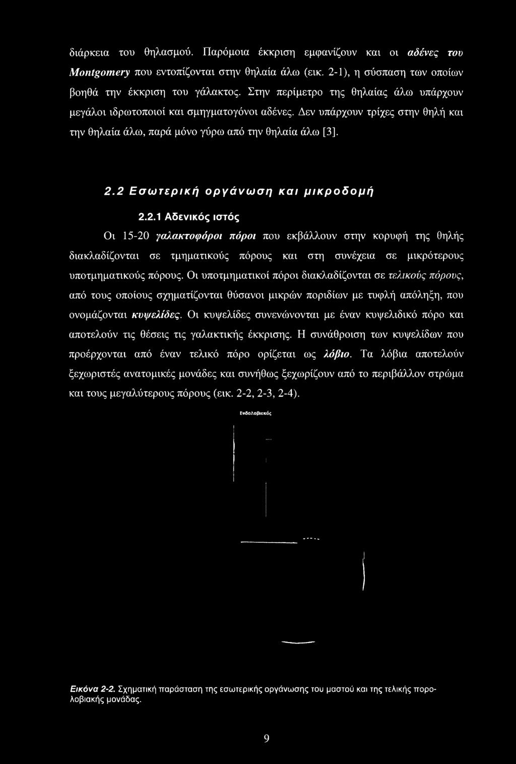 2 Εσωτερική οργάνωση και μικροδομή 2.2.1 Αδενικός ιστός Οι 15-20 γαλακτοφόροι πόροι που εκβάλλουν στην κορυφή της θηλής διακλαδίζονται σε τμηματικούς πόρους και στη συνέχεια σε μικρότερους υποτμηματικούς πόρους.