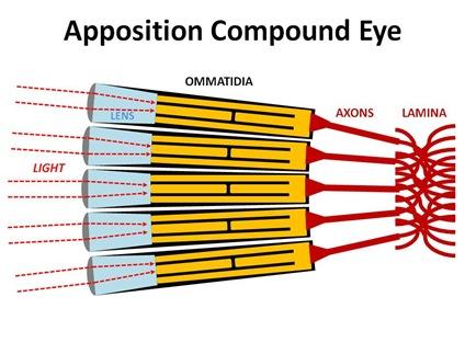 apposition ομματίδια Σε ημερόβια έντομα Προσαρμοσμένα