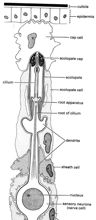 Χορδοτονικό αισθητήριο (Scolopidium): βασική μονάδα ακοής Ο δενδρίτης περικλείεται από διάφορα κύτταρα Ο δενδρίτης έχει εκτενή οργανίδια (cilium) Διέγερση