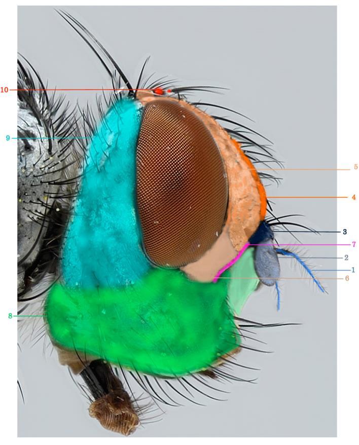 Όραση Ocellus Απλός οφθαλμός Σύνθετος οφθαλμός