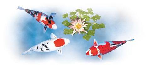 Test ph DAJANA, destiné à la détermination précise du ph de votre aquarium ou petit étang de jardin.