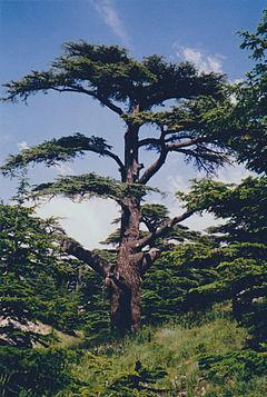 Κέδρος του Λιβάνου Η (και ο) κέδρος του Λιβάνου είναι δέντρο μεγάλο και μακροβιότατο ζει μέχρι 2.500 χρόνια περίπου το ξύλο του είναι εύοσμο (μυρωδάτο) και στερεό.