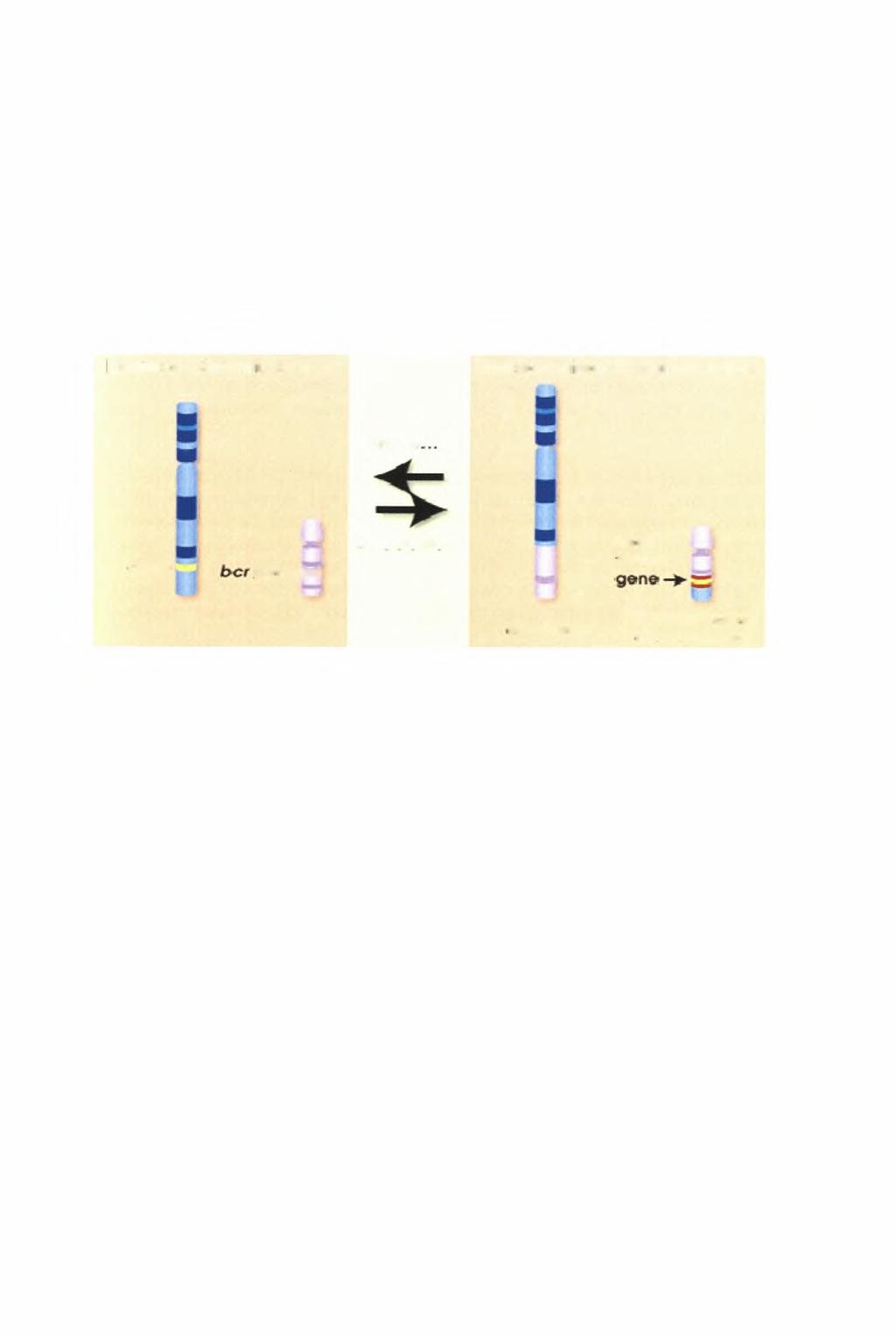 Η αντιμετάθεση t(9;22) έχει σαν αποτέλεσμα τη δημιουργία ενός χιμαιρικού γονιδίου που λέγεται bcr/abl.