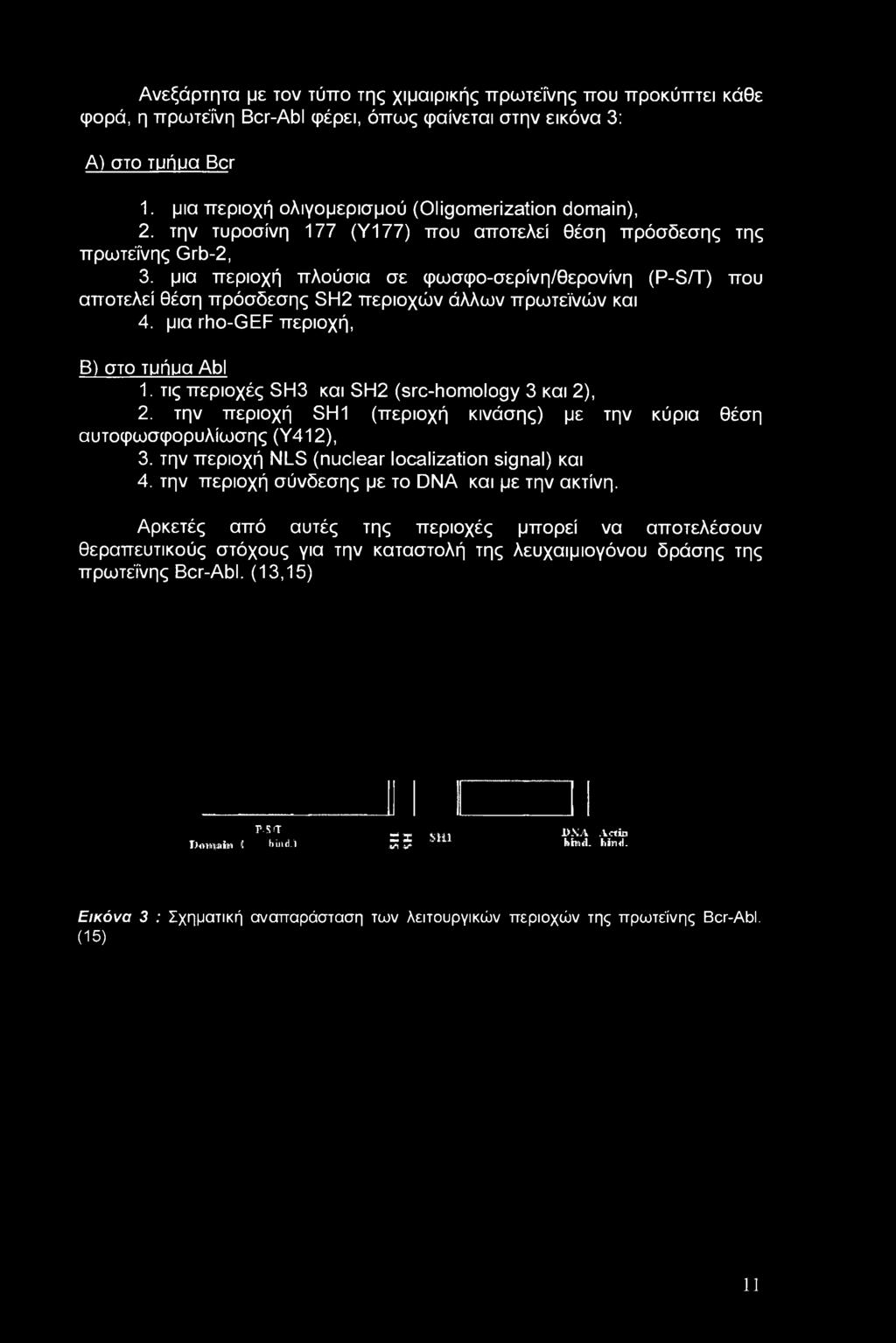 μια περιοχή πλούσια σε φωσφο-σερίνη/θερονίνη (P-S/T) που αποτελεί θέση πρόσδεσης SH2 περιοχών άλλων πρωτεϊνών και 4. μια rho-gef περιοχή, Β) στο τυήυα Abl 1.