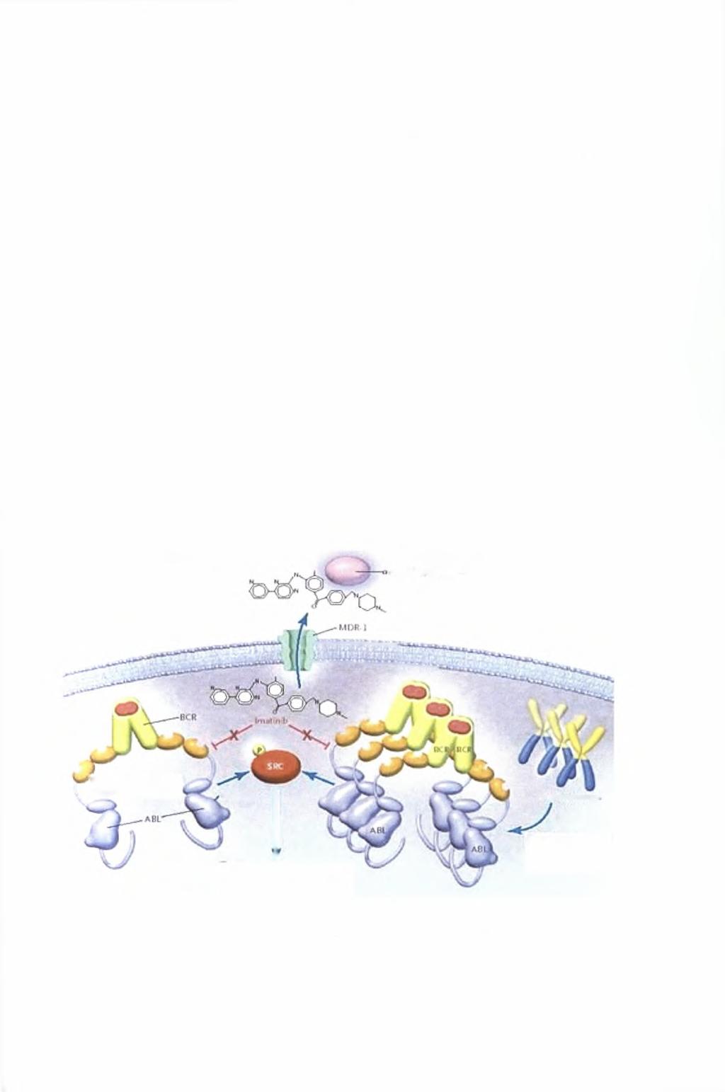 γ) Απομάκρυνση-έξοδος του φαρμάκου από το κυτταρόπλασμα λόγω υπερέκφρασης της γλυκοπρωτεΐνης Ρ (Permeabiity-glycoprotein ή απλά P-gp) (εικόνα 26γ).