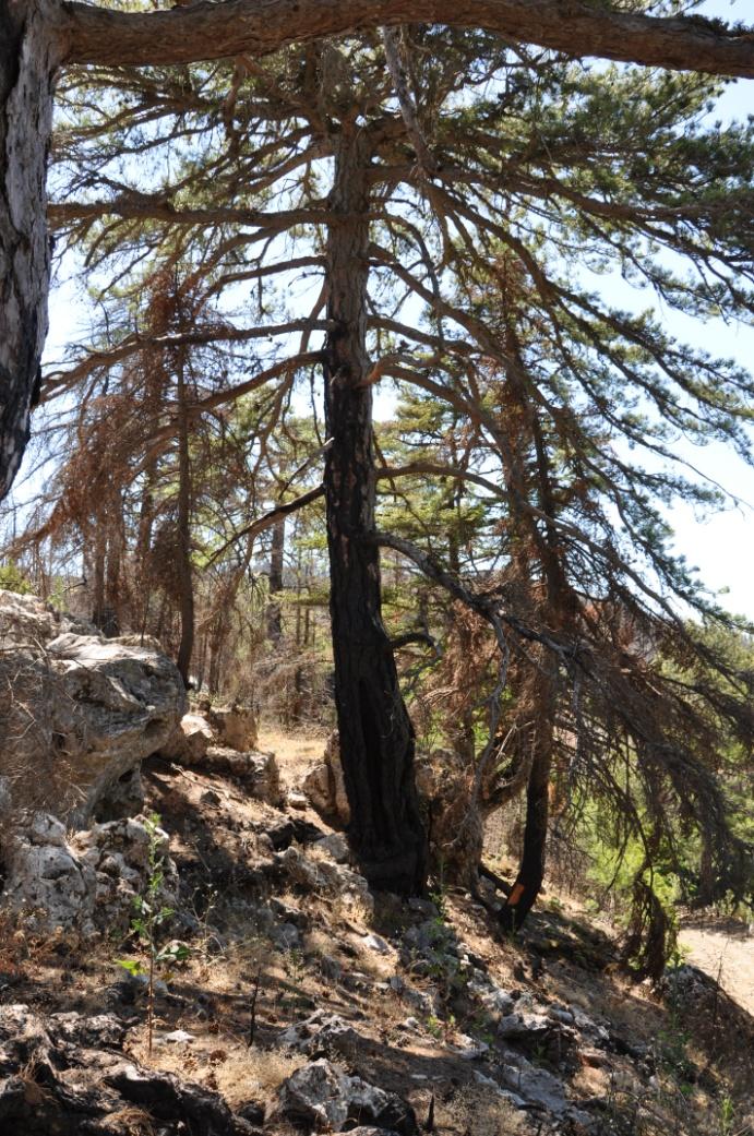 Οι ιδιαιτερότητες της μαύρης πεύκης (Pinus nigra Arn.) 1.