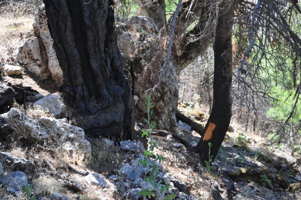 Δεν διατηρεί σπέρματα σε λήθαργο 3.