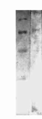 1 : 47 HI26,, 37 (Table 1) 10-6 molπl 10-7 molπ 180 l, L sarin rhache HI26 (10-4 molπl,37 = ( EIR ( EΠER - EI)Π( E - EI) ph 714), 86 % 97 %(Ta2 100 % HI26 sarin rhache ble 1) Table 1 Reactivation of