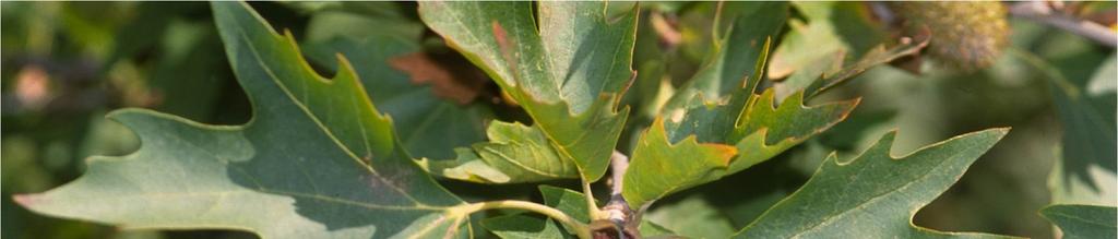 Platanus