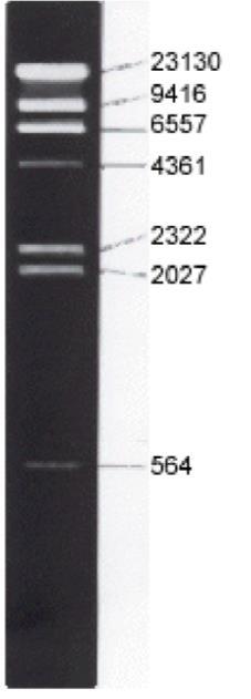 Παξάξηεκα ι3 ι2,3 Δηθόλα Π1 Οζ δείηηεξ ιμνζαημφ αάνμοξ DNA