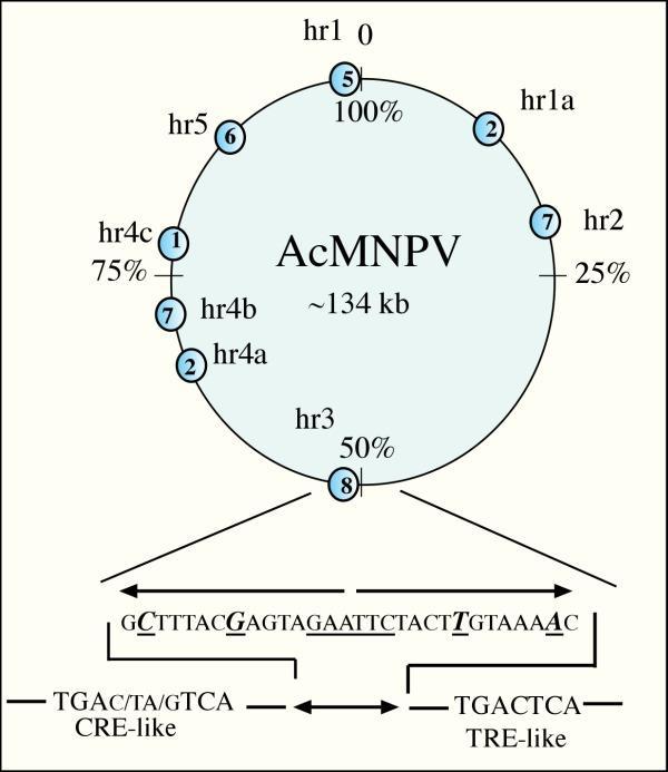 ηοηθζημφ AMP (camp) ηαζ ηδξ δζαηοθμ-βθοηενυθδξ (diacyl glycerol: DAG).