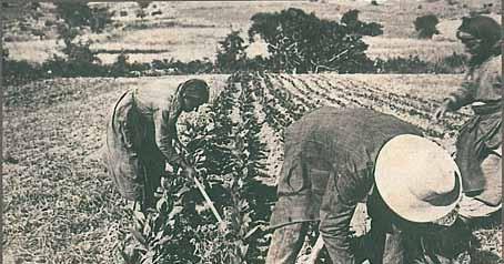 3.1 Η διαδικασία συλλογής και επεξεργασίας του καπνού Η παραγωγή και το εμπόριο καπνού αποτέλεσαν την οικονομική και γενικότερα αναπτυξιακή βάση της Ανατολικής Μακεδονίας και της Θράκης, από τον 19ο