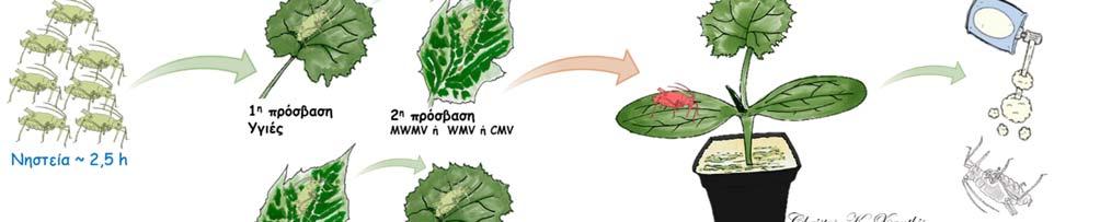 5.2.4.2 Β. Αλληλεπίδραση των ιών MWMV, WMV και CMV στα στοματικά μόρια του είδους Myzus persicae Μελετήθηκε η αλληλεπίδραση των MWMV, WMV και CMV στα στοματικά μόρια του είδους M.