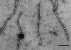 Αργότερα βρέθηκε ότι και άλλοι ιοί έχουν παρόμοιες με τον PVY ιδιότητες και το 1971 δόθηκε στην ομάδα των ιών αυτών το ακρωνύμιο Potyvirus.(Harrison et al., 1971).