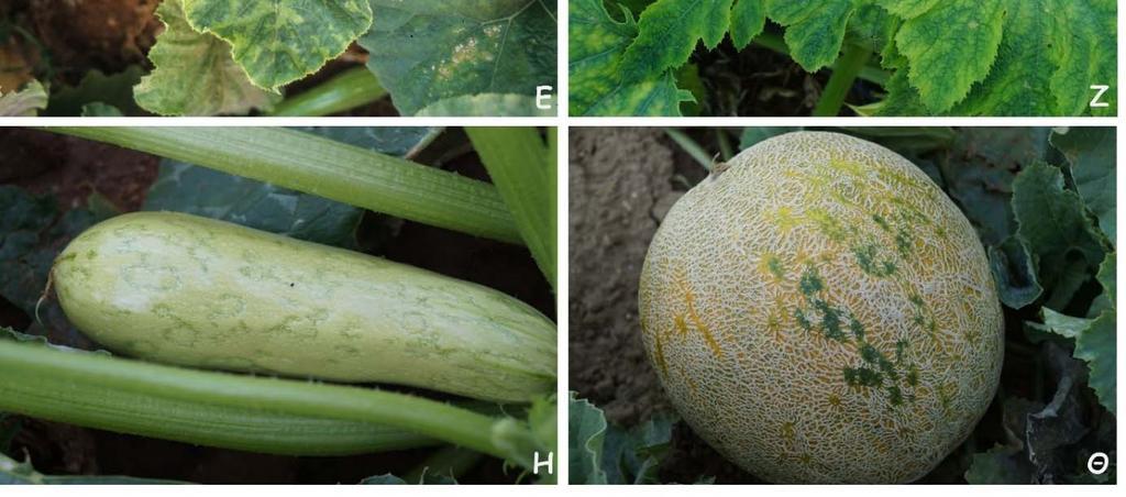 Παραμόρφωση φύλλων σε πεπόνι από τους Watermelon mosaic virus (WMV) (Β), Zucchini yellow mosaic virus (ZYMV) (Ε) και Cucumber mosaic virus (CMV) σε