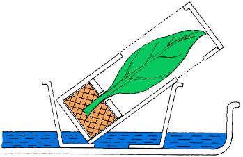 4.2 Υλικά και Μέθοδοι 4.2.1 Φυτικό Υλικό Σε όλα τα πειράματα των αφιδομεταδόσεων χρησιμοποιήθηκαν φυτά κολοκυθιάς υβριδίου Borelina F1 καθώς και φυτά καρπουζιάς υβρίδιο Celine F1, αγγουριάς υβρίδιο