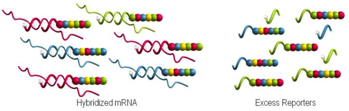 Στο πρώτο βήμα του προσδιορισμού, οι ανιχνευτές DNA υβριδοποιούνται απευθείας σε μια περιοχή 70-100 ζευγών βάσεων του δείγματος RNA σε διάλυμα.