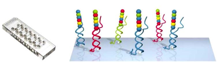 RNA, σημασμένα με μία από τις τέσσερις χρωστικές φθορισμού: κόκκινη (R), κίτρινη (Y), μπλε (B) ή πράσινη (G).