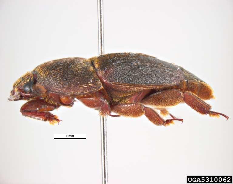 Εικόνα 6. Ενήλικο µικρό σκαθάρι κυψέλης. (Pest and Diseases Image Library, Australia). Εικόνα 7. Προβολή του κάτω µέρους του µικρού σκαθαριού κυψέλης.