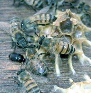 Τα ενήλικα σκαθάρια είναι ικανά να επιζήσουν µέχρι και δύο εβδοµάδες χωρίς τροφή ή νερό.
