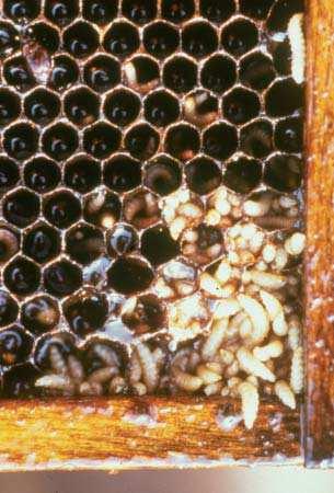 Εικόνα 23. Προνύµφες µικρού σκαθαριού κυψέλης στην γωνία της κηρήθρας που περιέχει γόνο. Αριστερά πάνω διακρίνεται ένα ενήλικο σκαθάρι. (Washington State Beekeepers Association).