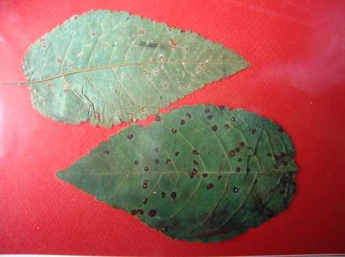 Εικ. 49: Συμπτώματα κυλινδροσπορίασης σε φύλλα κερασιάς στην κάτω και στην πάνω πλευρά των φύλλων ΑΙΤΙΟ ΣΥΝΘΗΚΕΣ ΑΝΑΠΤΥΞΗΣ Η ασθένεια προκαλείται από τον