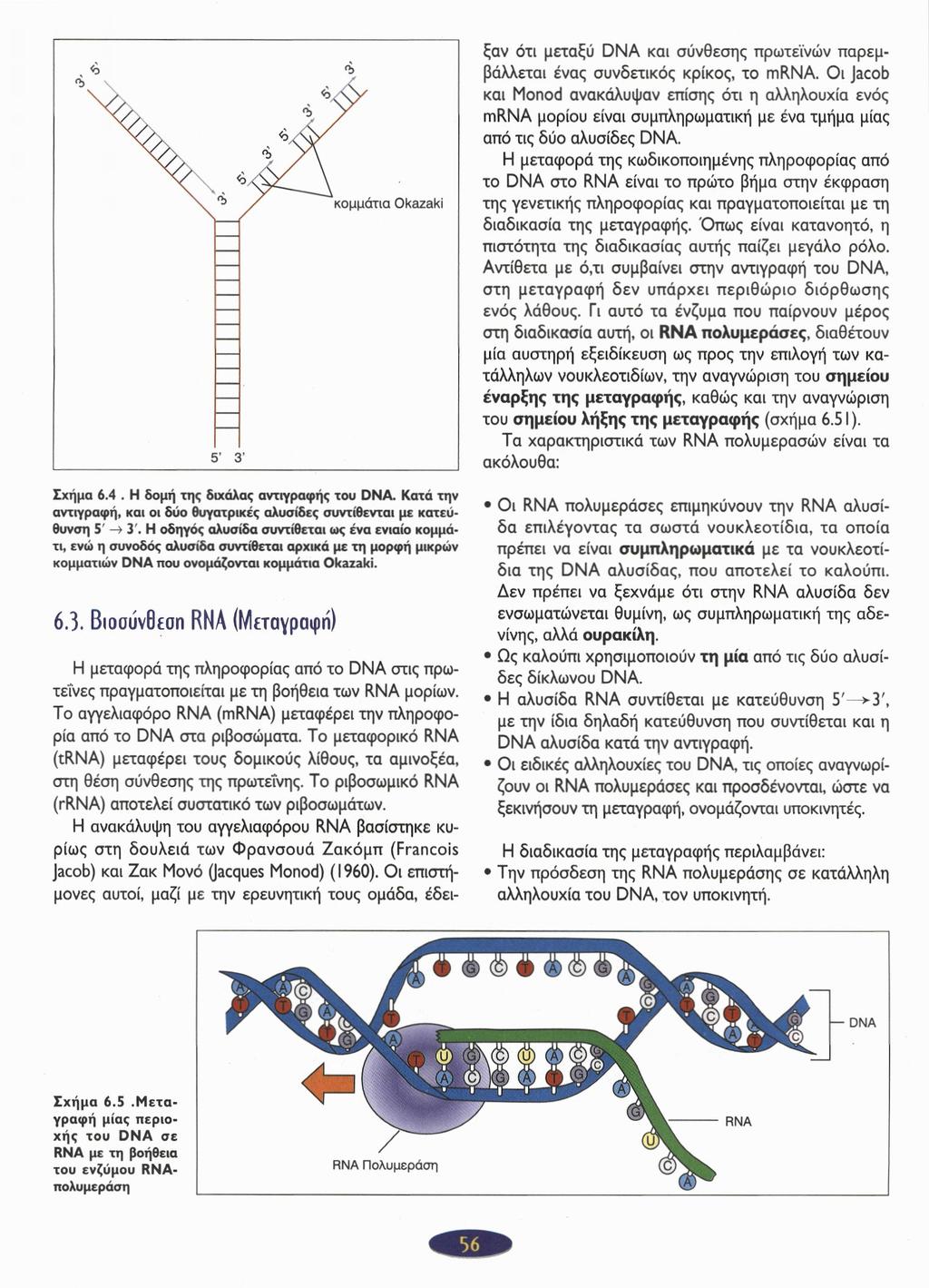 ξαν ότι μεταξύ DNA και σύνθεσης πρωτεϊνών παρεμβάλλεται ένας συνδετικός κρίκος, το mrna.