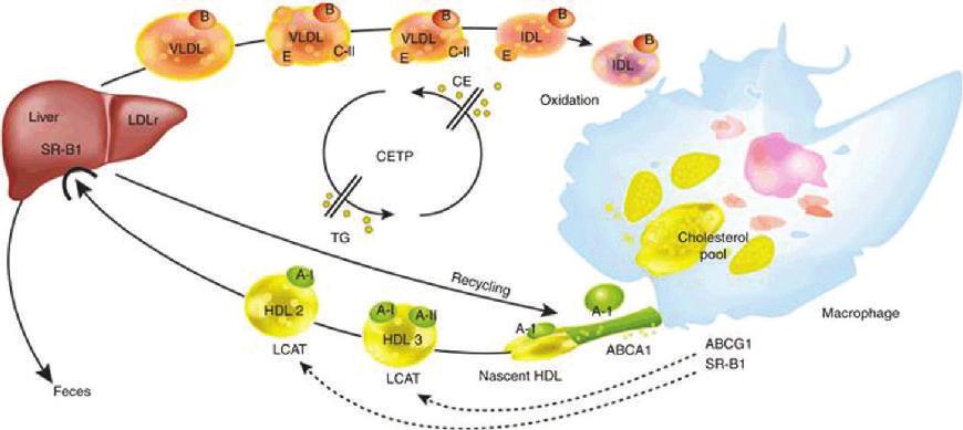 Σχήμα 11: Μηχανισμός δράσης της πρωτεΐνης μεταφοράς εστέρων χοληστερόλης CEPT 4.2.1. PCSK9 Η PCSK9 δεσμεύει τον υποδοχέα LDL-R της LDL στα ηπατοκύτταρα και οδηγεί στην προς τα κάτω ρύθμιση του αριθμού των υποδοχέων στην επιφάνεια των κυττάρων.