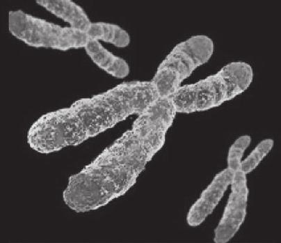 Figure 1. Telomeres play a significant role in cell fate and aging.