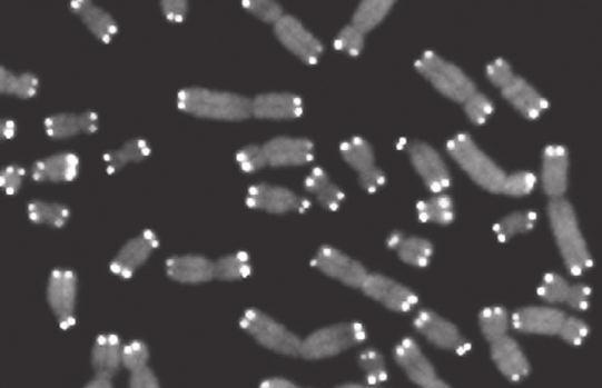 telomerase (www.chem.uoa.gr, Επιστημονικά Θέματα, Βραβεία Νόμπελ) in studying the human genome to see if there is an aging code.