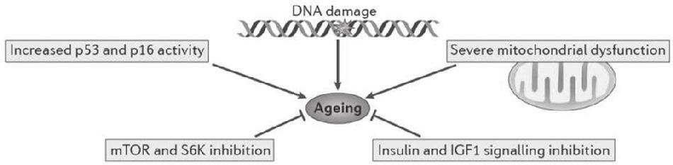 Figure 4. According to Sahin and DePinto major cellular pathways are implicated in the ageing process.