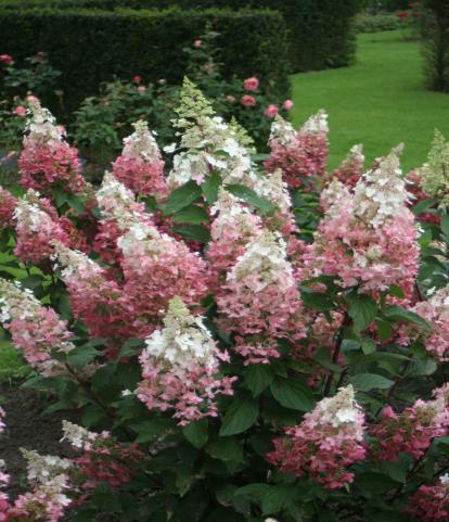 2. Hortenzija šluotelinė ( Hydrangea paniculata Pinky Winky ) H1 5 Žydi rugpjūčio rugsėjo mėn., aukštis 1,5-2 m., augalo plotis 1,5-2 m., atsparus miesto užterštumui. 3.