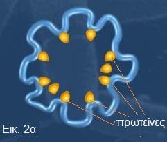 πακετάρισμα του βακτηριακού DNA.