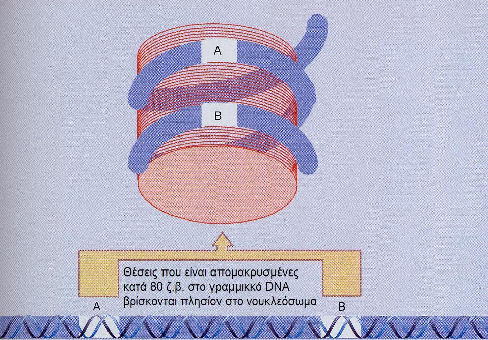 Οργάνωση πυρηνικού DNA ΕΙΚΟΝΑ 1.