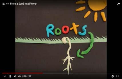 Δραστηριότητες που διερευνούν τις επιστημονικές δεξιότητες των παιδιών (1 μέρα) 3. Δραστηριότητες που διερευνούν και αναπτύσσουν τις ιδέες των παιδιών για τα φυτά/τα δέντρα (1 μήνας) 4.