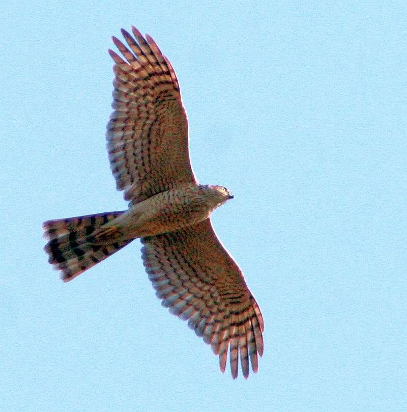 FLCONIFORMES ccipitridae ΦΩΤΟ.