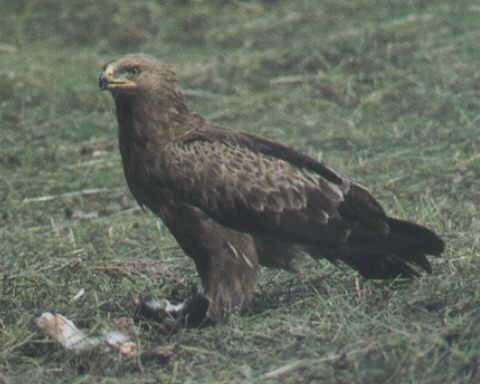 FLCONIFORMES ccipitridae Νεοσσός