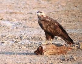 : Jugal Tiwari Buteo