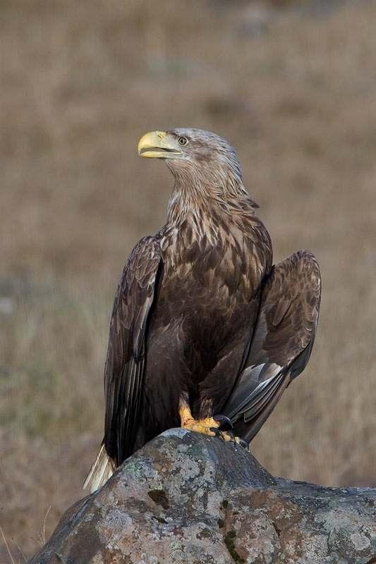 FLCONIFORMES ΦΩΤΟ.: Jakob Sigurdsson www.aves.