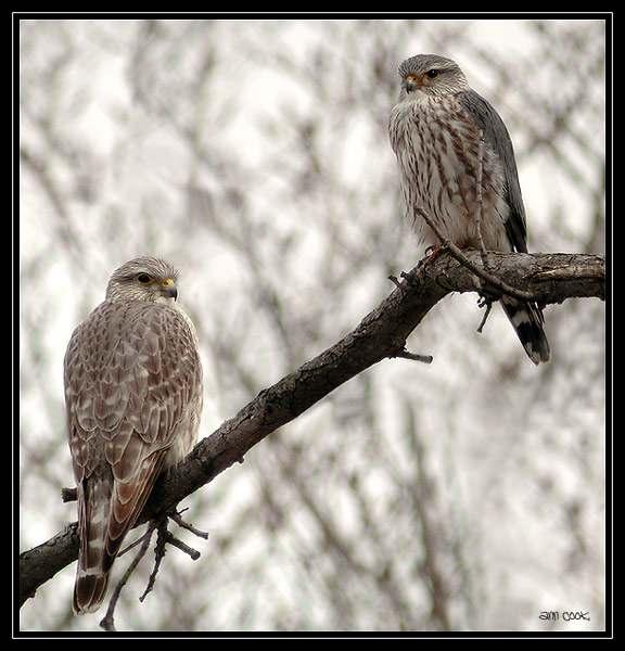 FLCONIFORMES Falconidae ΦΩΤΟ.