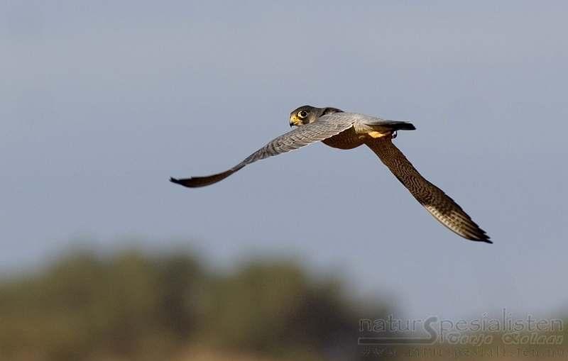 FLCONIFORMES Falconidae ΦΩΤΟ.