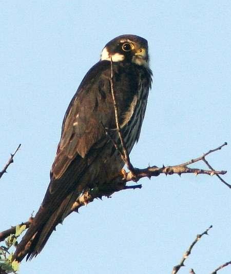 FLCONIFORMES Falconidae ΦΩΤΟ.