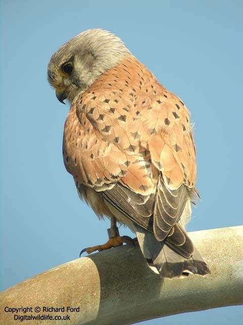 FLCONIFORMES Falconidae ΦΩΤΟ.: Richard Ford / www.