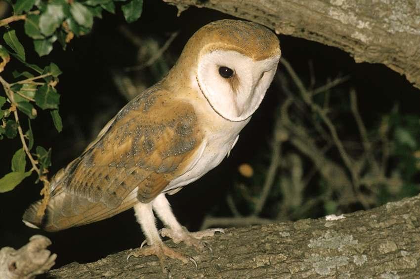 (Κάτω) ndrea Bonetti Tyto alba Γλαυξ η