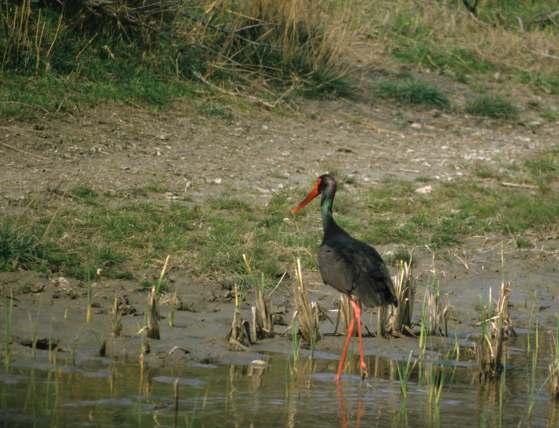 CICONIIFORMES Ciconiidae ΦΩΤΟ.