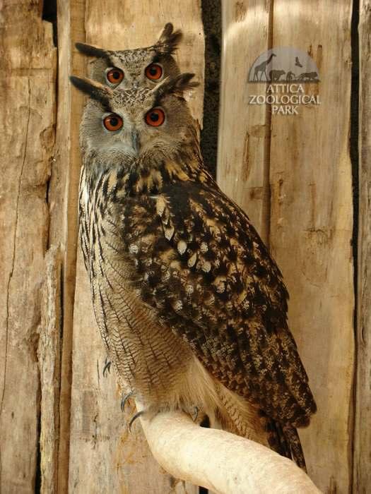 STRIGIFORMES ΦΩΤΟ.: ΑΤΤΙΚΟ ΖΩΟΛΟΓΙΚΟ ΠΑΡΚΟ Α.Ε. Strigidae Bubo bubo Ευρασιατική αετοκουκουβάγια, Μπούφος Με µήκος µέχρι 71 εκατοστά, είναι το µεγαλύτερο Ευρωπαϊκό νυκτόβιο πουλί.