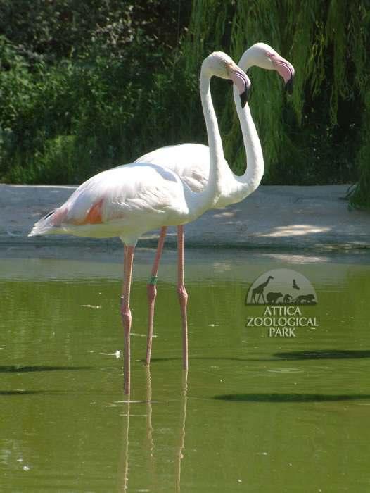 CICONIIFORMES Phoenicopteridae ΦΩΤΟ.: ΑΤΤΙΚΟ ΖΩΟΛΟΓΙΚΟ ΠΑΡΚΟ Α.Ε.