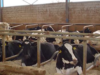 τροφοδοσίας και δ) διάδροµοι κυκλοφορίας. α) Θέσεις ανάπαυσης: Πρέπει να διασφαλίζουν στις αγελάδες υγιεινή και άνετη κατάκλιση.