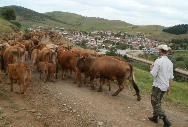 Με τον τρόπο αυτό έχει αποκτήσει Εικόνα18: Στο βοσκότοπο αυτονομία και επάρκεια σε ηλεκτρικό ρεύμα για τον φωτισμό της μονάδας και για τη λειτουργία διπλού συστήματος συναγερμού.