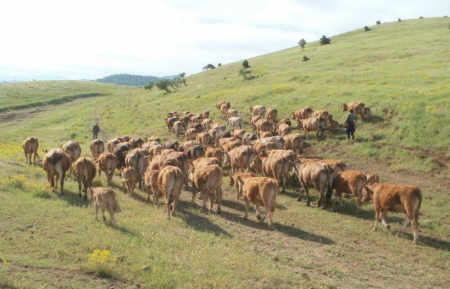 Η µείωση της ζήτησης εξαιτίας της παγκόσµιας ύφεσης και η αύξηση της παραγωγής από χώρες όπως η Νέα Ζηλανδία, η Αυστραλία και η Βραζιλία ύο είναι οι δύο παράγοντες που ευθύνονται γι' αυτή την